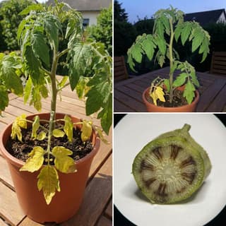 Murcha de Verticillium