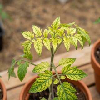 Deficiência de Zinco