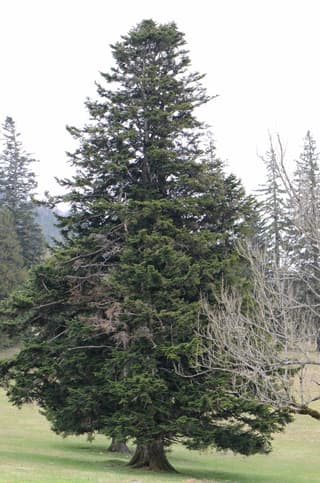 Fir