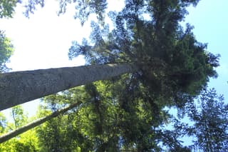 Nordmann fir