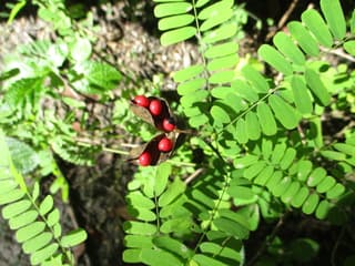 Rosary Pea