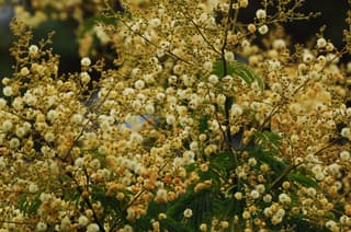Silver Wattle