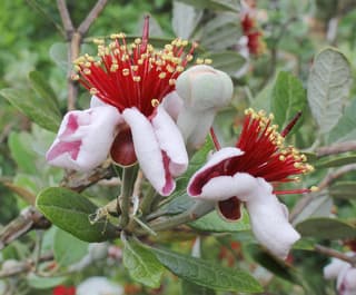 Pineapple Guava