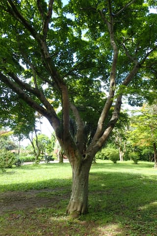 Maple