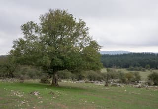 Field Maple