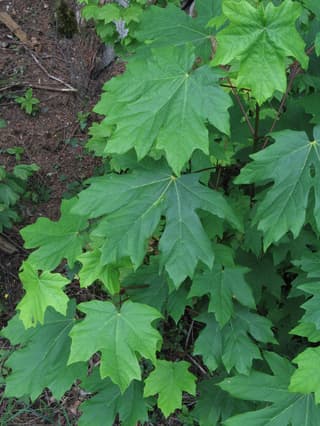 Bigleaf maple