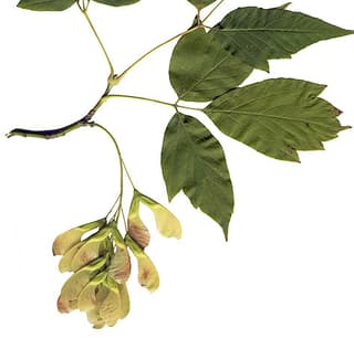 Boxelder