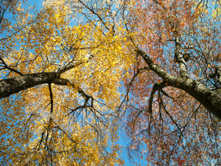 Red Maple