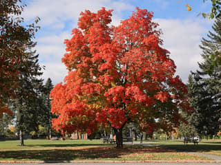 sugar maple