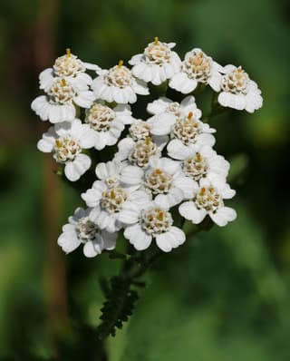 Yarrow