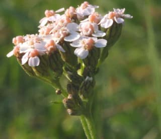 Pink Yarrow