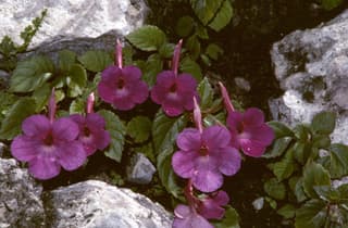 Hot Water Plant