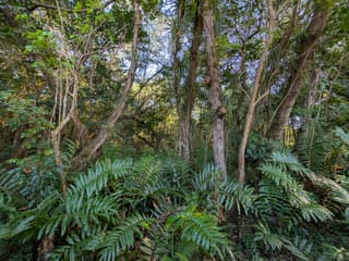 Golden Leather Fern