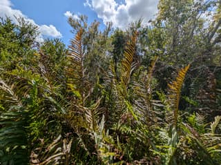 Giant Leather Fern