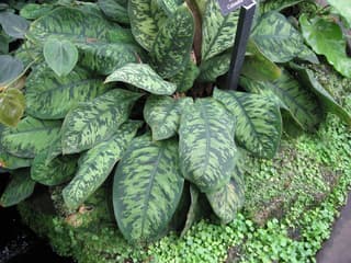Adelonema wallisii