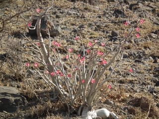 Desert Rose (genus)