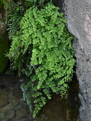 Maidenhair Fern (genus)