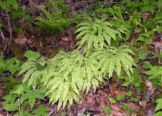 Northern Maidenhair Fern