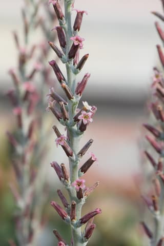 Pluvier Eieren Plant