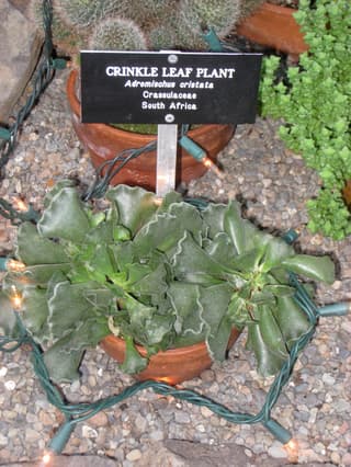 Crinkle-leaf Plant