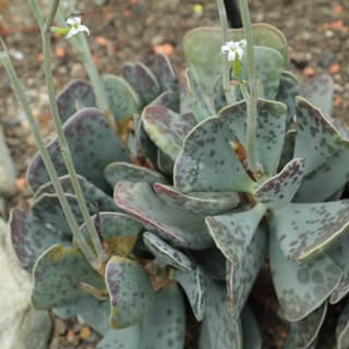 Adromischus triflorus