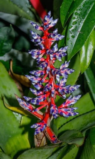 Blue Rain Bromeliad