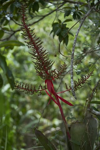 Teata Bromeliad