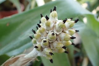 Wax Mallow Bromeliad