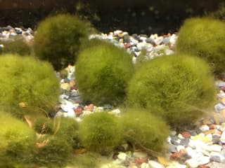 Alga Marimo