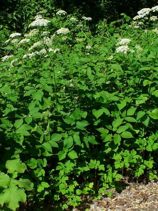 Ground elder