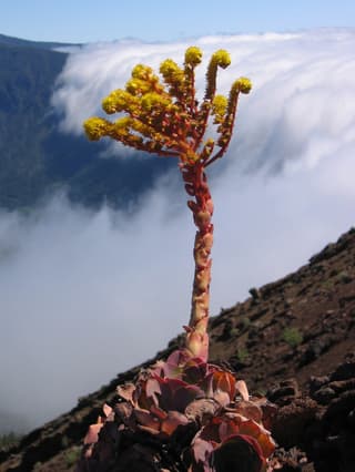 Canary Island Rose
