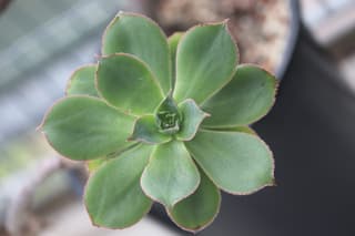 Eonium