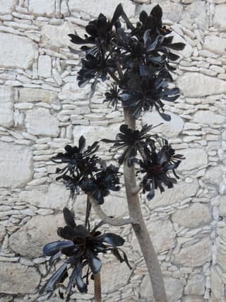Aeonium 'Zwartkop'