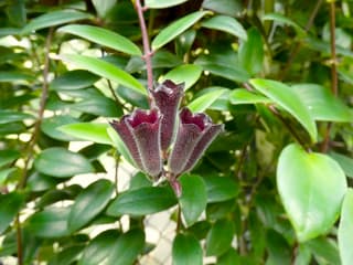 Leppestiftplante