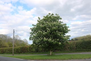 Castanheiro-da-Índia