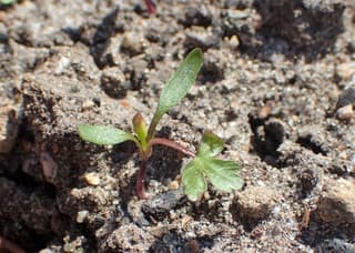 Fool's Parsley