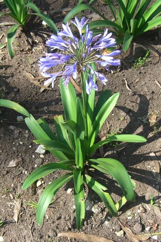 Oriental Agapanthus