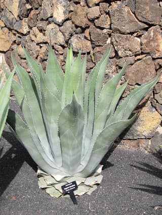Rough Agave