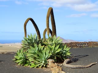 Agave-dragão