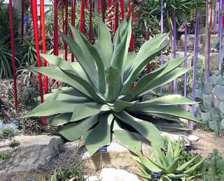 Agave-borboleta