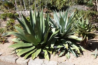 Agave-pulqueira