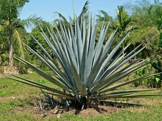 Agave Azul