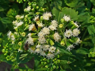 white snakeroot