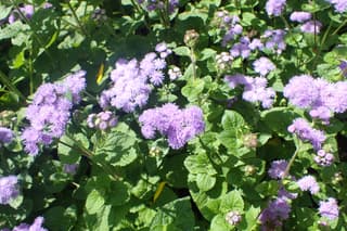 Floss Flower