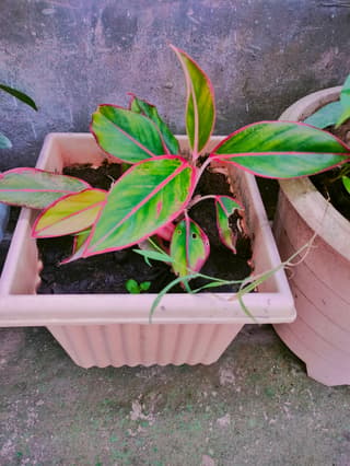 Aglaoneema 'Crete'