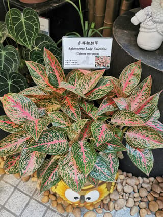 Aglaonema 'Lady Valentine'