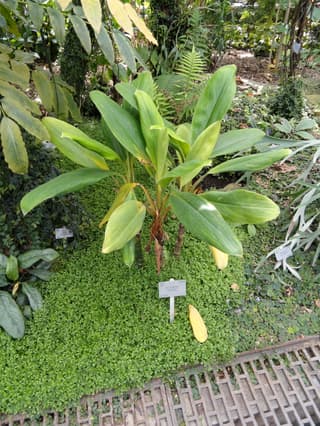 Aglaonema-brilhante
