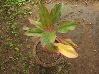 Aglaonema a foglie rotonde