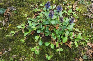 Bugleweed