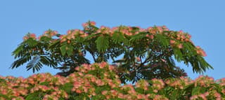 Albízia / Mimosa (gênero)